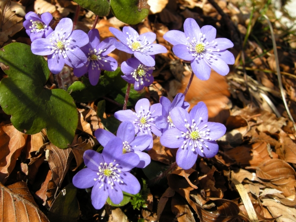 Hepatica nobilis / Erba trinit